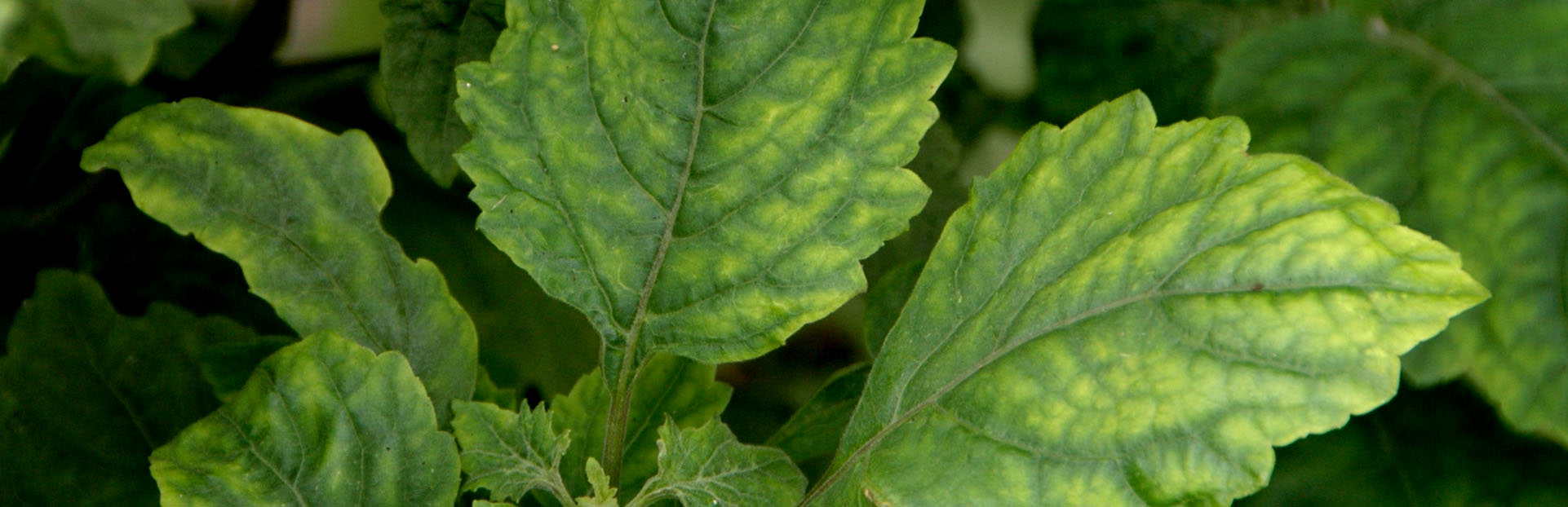 patchouli leaf